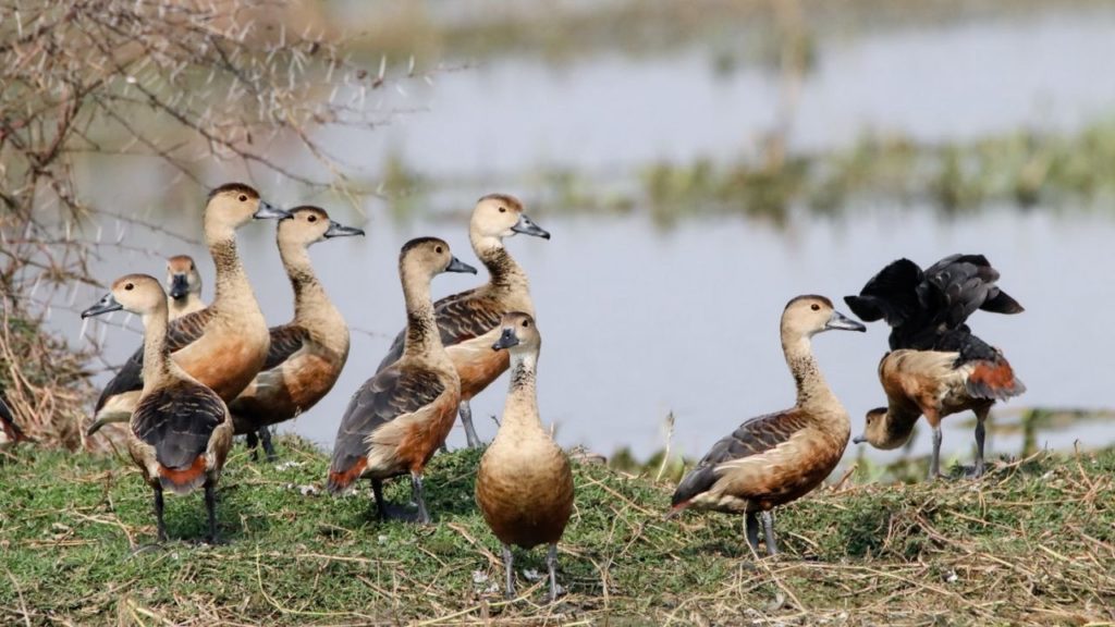 Bassi Wildlife Sanctuary