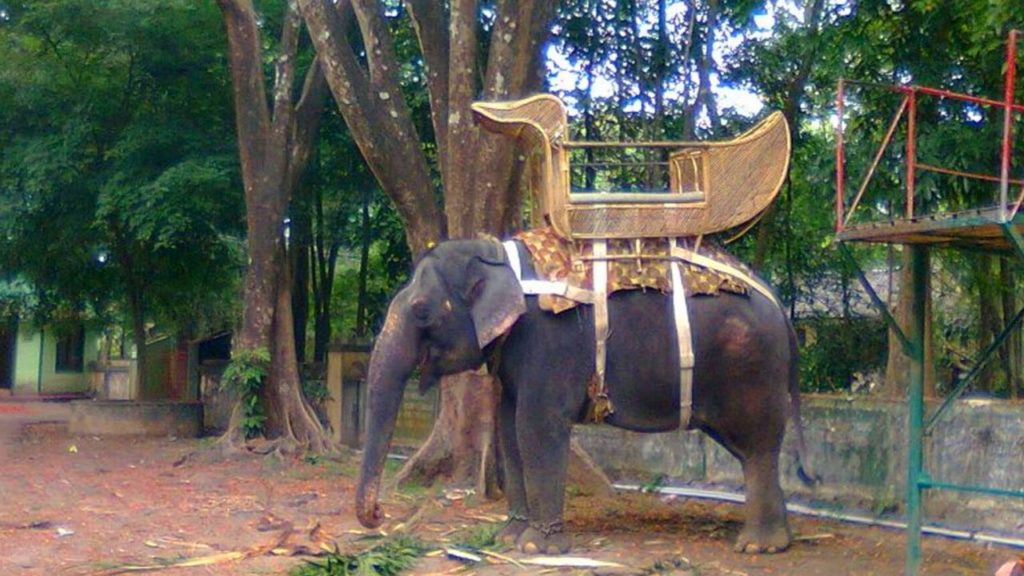 Elephant safari