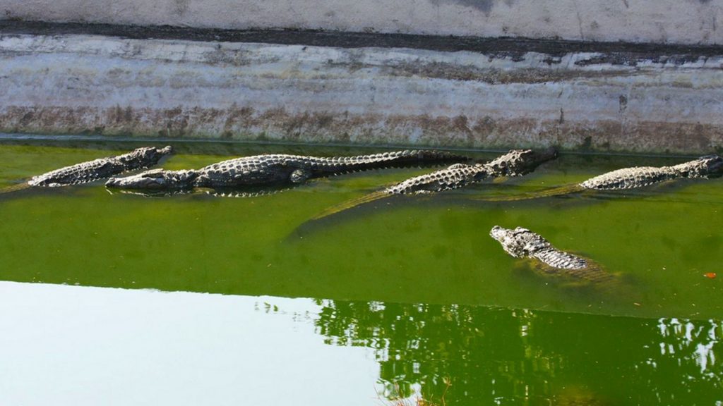 Neyyar Dam & Wildlife Sanctuary