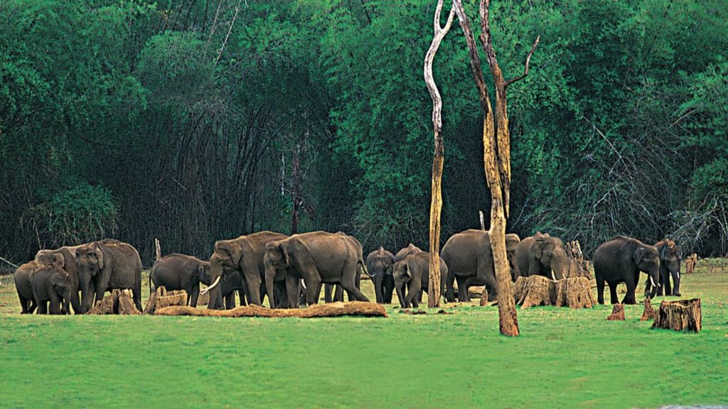 Periyar Wildlife Sanctuary