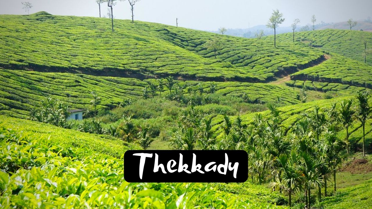 You are currently viewing 11 Famous Tourist Places to visit in Thekkady for Incredible Experience