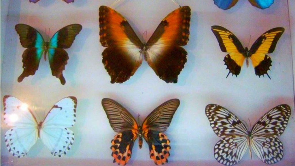 Butterfly Museum