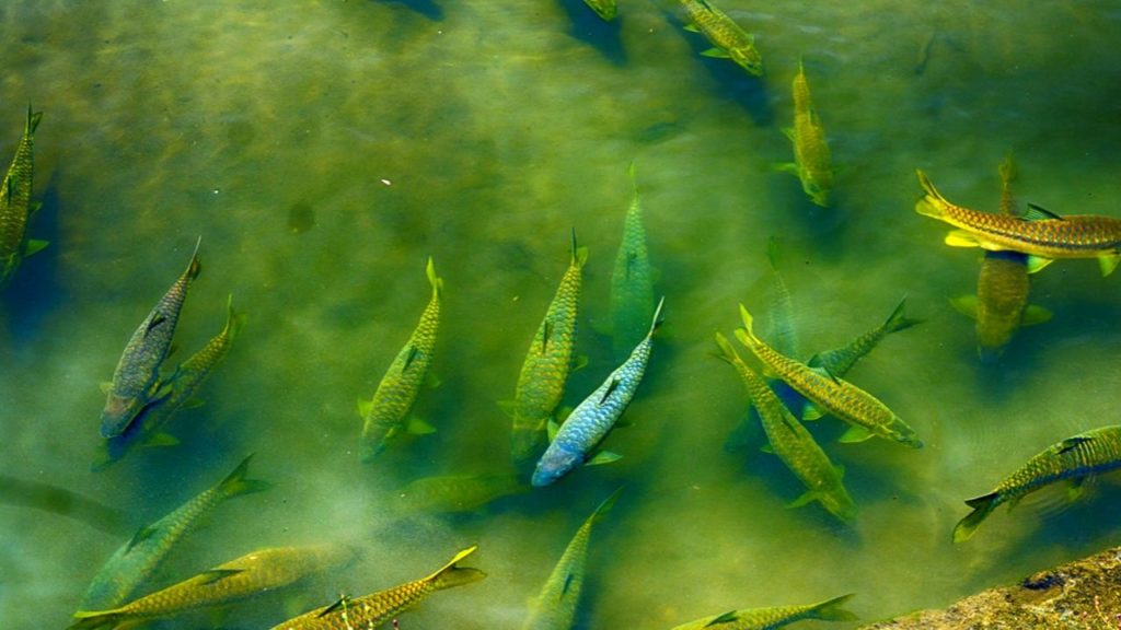 Fishing in Sattal