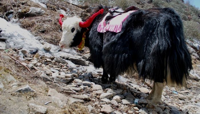 Yak and Horse Safari