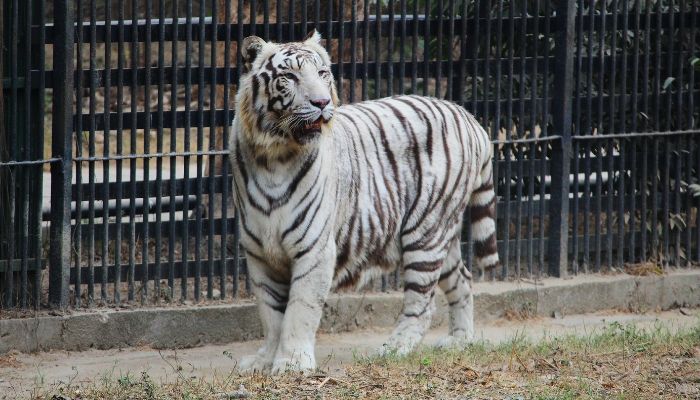 Delhi Zoo